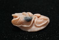 尖頂梳齒笠螺藏品圖，第9張
