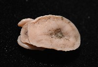 尖頂梳齒笠螺藏品圖，第10張