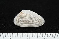 尖頂梳齒笠螺藏品圖，第11張