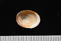 尖頂梳齒笠螺藏品圖，第12張