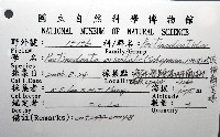 尖頂梳齒笠螺藏品圖，第16張