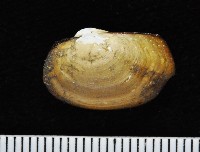豌豆蛤之一種藏品圖，第2張