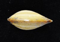 豌豆蛤之一種藏品圖，第3張