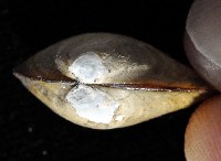 豌豆蛤之一種藏品圖，第4張