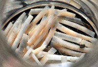 槙山象牙貝藏品圖，第4張