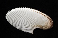 扁船蛸藏品圖，第2張