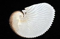 扁船蛸藏品圖，第3張