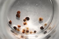 微小扁釘螺藏品圖，第2張