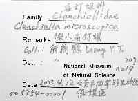微小扁釘螺藏品圖，第4張