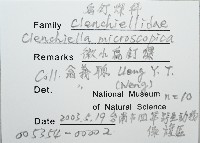 微小扁釘螺藏品圖，第4張