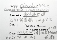 微小扁釘螺藏品圖，第2張