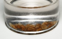 閃紋糟糠螺藏品圖，第2張