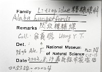 閃紋糟糠螺藏品圖，第4張
