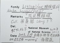 閃紋糟糠螺藏品圖，第2張