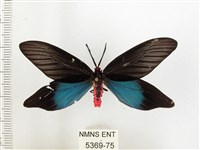 重陽木螢斑蛾藏品圖，第1張