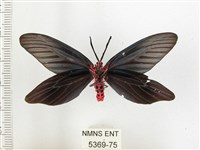 重陽木螢斑蛾藏品圖，第2張