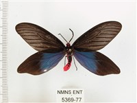 重陽木螢斑蛾藏品圖，第1張