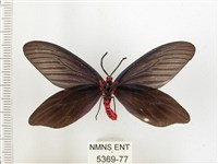 重陽木螢斑蛾藏品圖，第2張