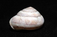 恆春栗蝸牛藏品圖，第2張