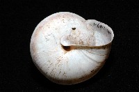 恆春栗蝸牛藏品圖，第3張
