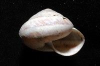 恆春栗蝸牛藏品圖，第4張