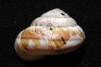 恆春栗蝸牛藏品圖，第3張