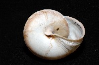 恆春栗蝸牛藏品圖，第4張