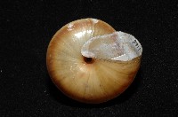 恆春栗蝸牛藏品圖，第2張