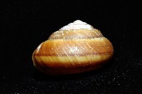 恆春栗蝸牛藏品圖，第3張