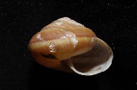 恆春栗蝸牛藏品圖，第4張