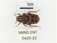 巴蘭陷紋金龜藏品圖，第1張