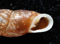 俏皮煙管蝸牛藏品圖，第2張