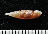 俏皮煙管蝸牛藏品圖，第5張