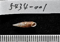 俏皮煙管蝸牛藏品圖，第6張