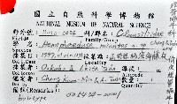 俏皮煙管蝸牛藏品圖，第7張