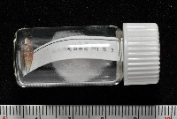 俏皮煙管蝸牛藏品圖，第8張