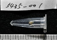 早板芝麻蝸牛藏品圖，第7張