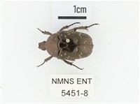 東方白點花金龜藏品圖，第1張