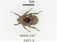 東方白點花金龜藏品圖，第1張