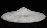 富士餅乾海膽藏品圖，第2張