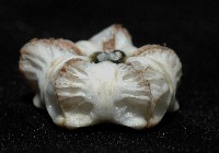 富士餅乾海膽藏品圖，第3張
