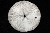 富士餅乾海膽藏品圖，第4張