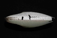 扁船蛸藏品圖，第3張