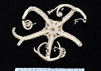 筐蛇尾之一種藏品圖，第1張