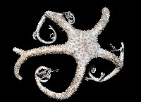 筐蛇尾之一種藏品圖，第2張