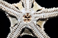 筐蛇尾之一種藏品圖，第3張