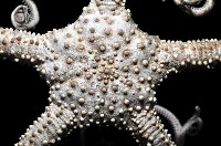 筐蛇尾之一種藏品圖，第4張