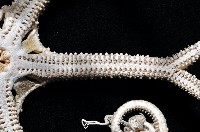 筐蛇尾之一種藏品圖，第5張