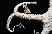 筐蛇尾之一種藏品圖，第6張