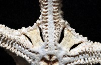 筐蛇尾之一種藏品圖，第7張